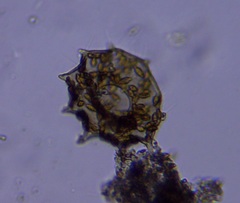 Galeripora dentata