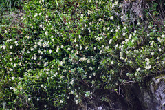 Epidendrum brevivenium