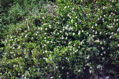 Epidendrum brevivenium