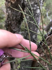 Retanilla ephedra