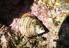 Calliostoma