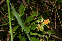 Echeveria quitensis