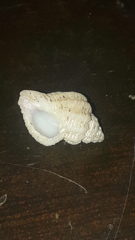 Coralliophila nux