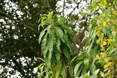 Siphocampylus giganteus