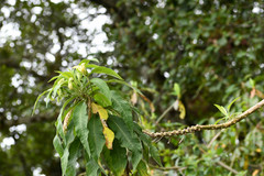 Siphocampylus giganteus