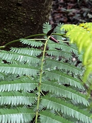 Vachellia collinsii
