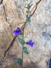 Sairocarpus pusillus
