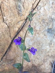 Sairocarpus pusillus