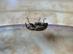 Conotrachelus recessus