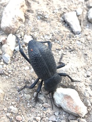 Cryptoglossa muricata