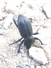 Cryptoglossa muricata