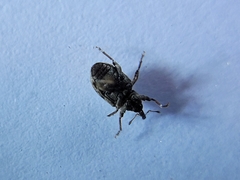 Conotrachelus recessus