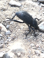 Cryptoglossa muricata