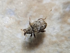 Conotrachelus recessus