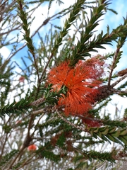 Melaleuca sparsa
