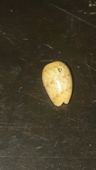 Persicula phrygia