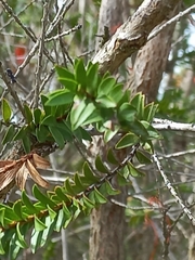 Melaleuca sparsa