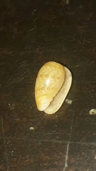 Persicula phrygia