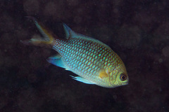 Chromis xanthochira
