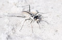 Habroscelimorpha dorsalis saulcyi