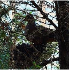 Patagioenas fasciata