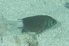 Chromis xanthura
