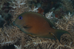 Ctenochaetus binotatus