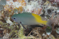 Pomacentrus nigromanus