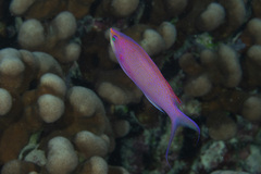 Mirolabrichthys pascalus