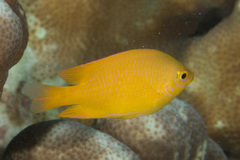 Pomacentrus moluccensis