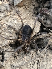 Protolophus singularis