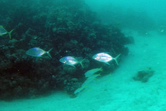 Ferdauia ferdau
