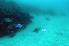 Ferdauia ferdau