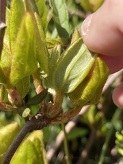 Rhododendron farrerae