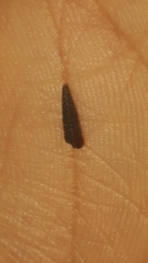 Seila