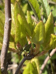 Rhododendron farrerae