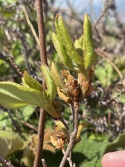 Rhododendron farrerae