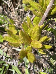 Rhododendron farrerae