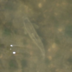 Catostomus commersonii