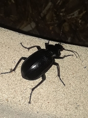 Calosoma marginale