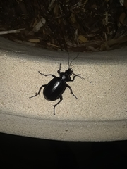 Calosoma marginale