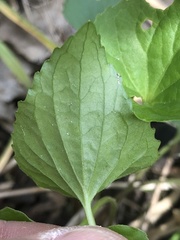 Viola eriocarpa