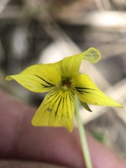 Viola eriocarpa
