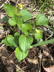 Viola eriocarpa