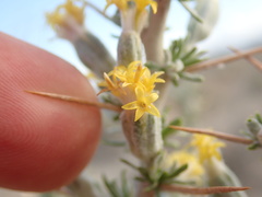 Tetradymia