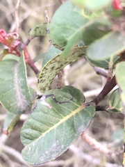 Stigmella prunifoliella