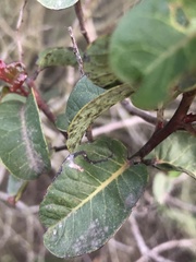 Stigmella prunifoliella
