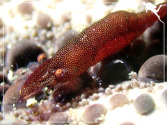 Zenopontonia noverca