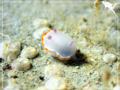 Goniobranchus rubrocornutus
