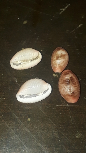 Niveria pacifica
